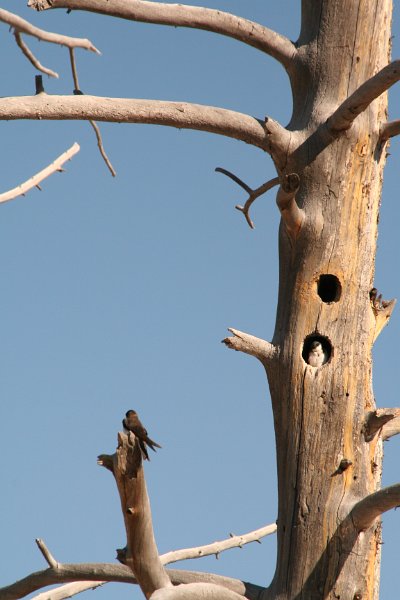 Trip (129).JPG - Swallows perched in a Lodgepole Pine at Fountain Paint Pot Nature Trail